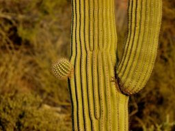 USA_Mexico2006-2007-028